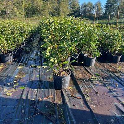 Viburnum 18