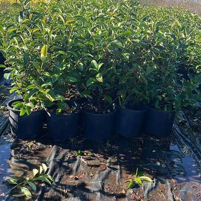 Viburnum 19