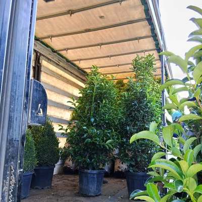 Viburnum 20