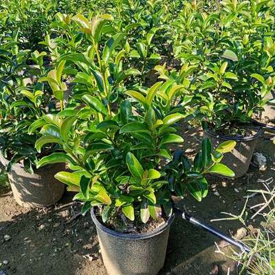 Viburnum 21