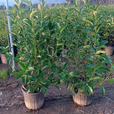 Viburnum 22