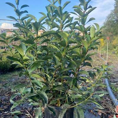Viburnum 23