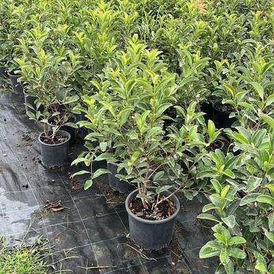 Viburnum 24