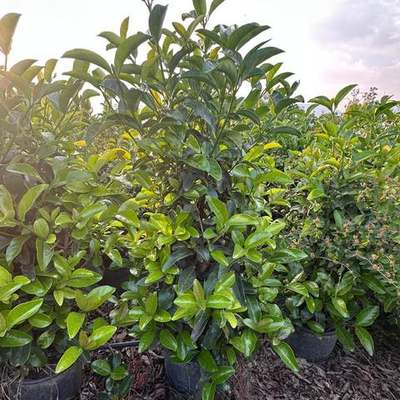 Viburnum 25