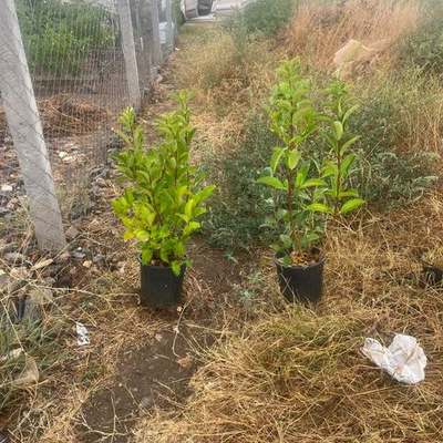 Viburnum 27