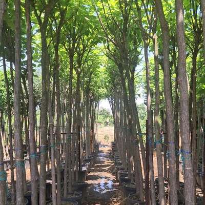 Catalpa & Sophora 8