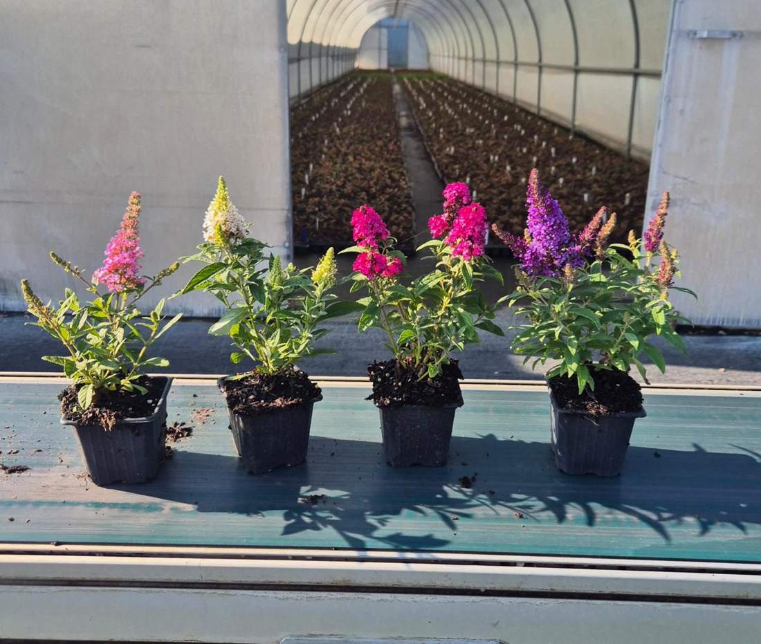 Butterfly Bush (Buddleja davidii)