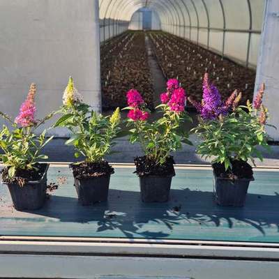 Butterfly Bush (Buddleja davidii)