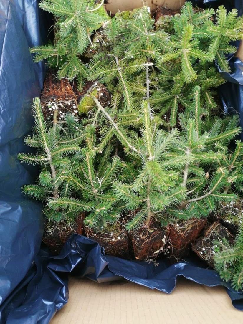 Spruce (Picea pungens, P. abies)
