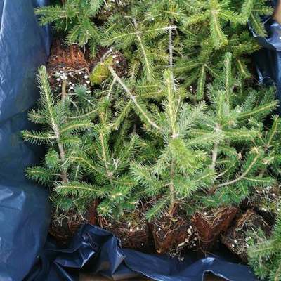 Spruce (Picea pungens, P. abies)