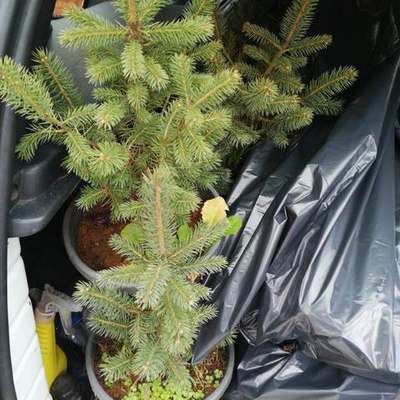 Spruce 2