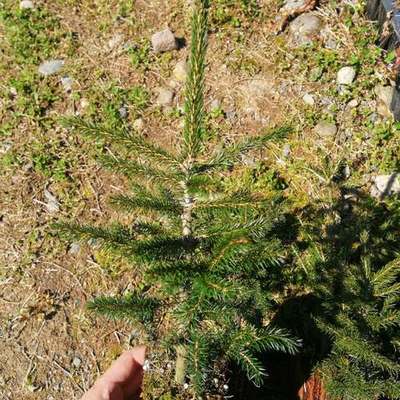 Spruce 3