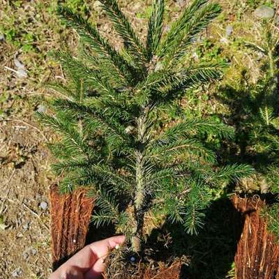 Spruce 4