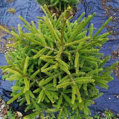 Spruce 5