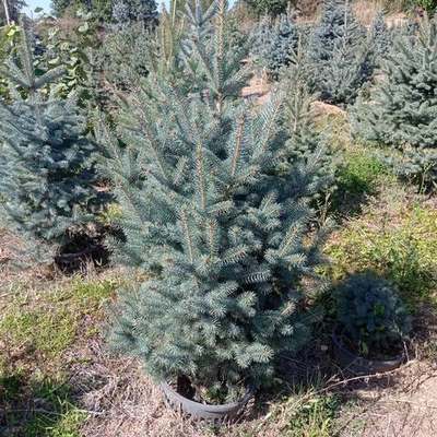 Spruce 6