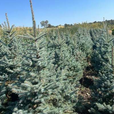 Spruce 8