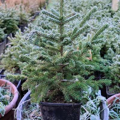 Spruce 9