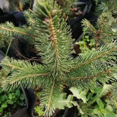 Spruce 10
