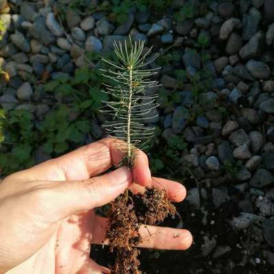 Spruce 12