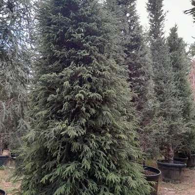 Spruce 13