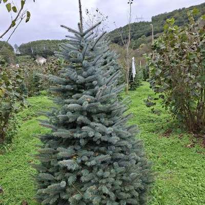 Spruce 14