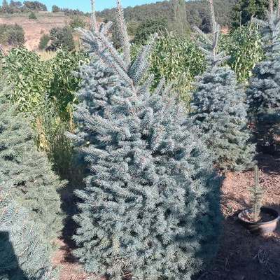Spruce 17