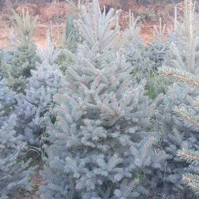 Spruce 18