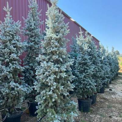 Spruce 22