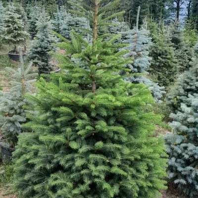 Spruce 25