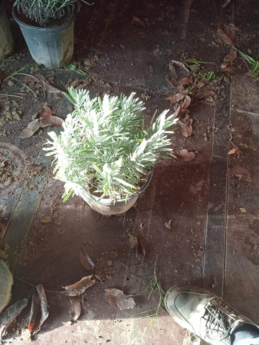 Lavender (Lavandula angustifolia, L. × intermedia)