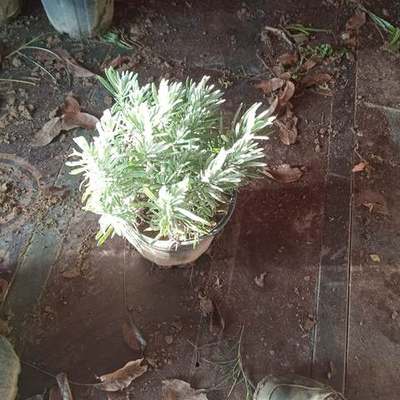 Lavender (Lavandula angustifolia, L. × intermedia)