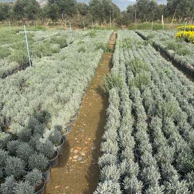 Lavender 3