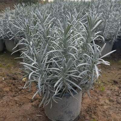 Lavender 10