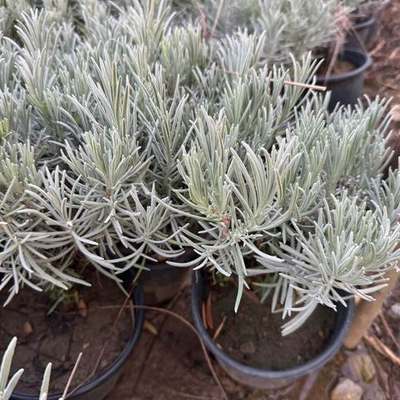Lavender 11