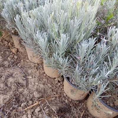 Lavender 19