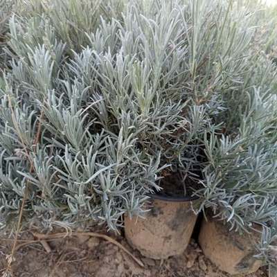 Lavender 20