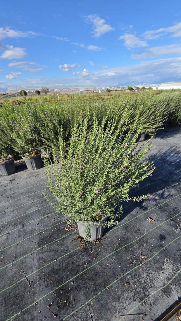 Texas Sage (Leucophyllum frutescens)