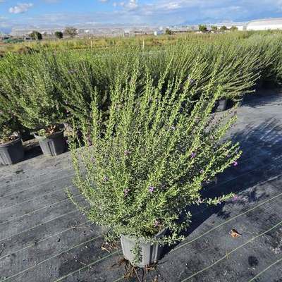 Texas Sage (Leucophyllum frutescens)
