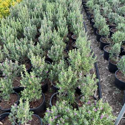 Texas Sage 2