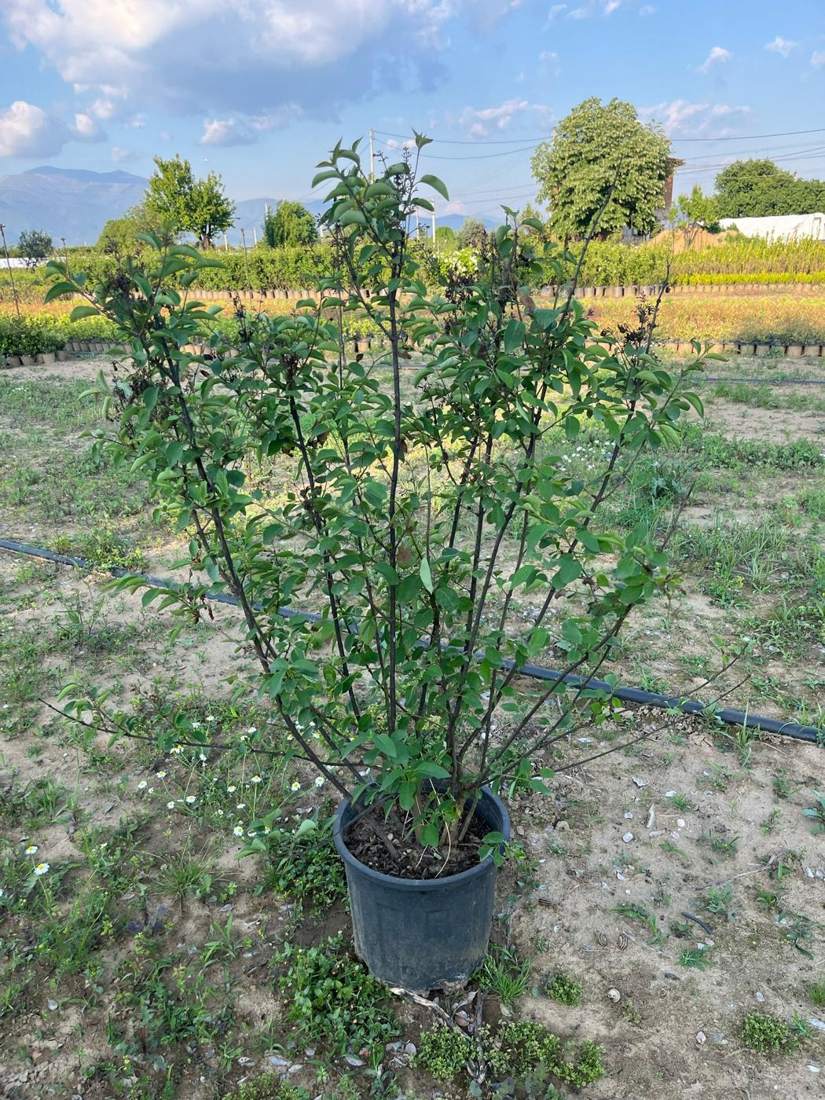 Lilac (Syringa vulgaris)