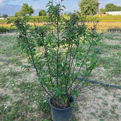 Lilac (Syringa vulgaris)