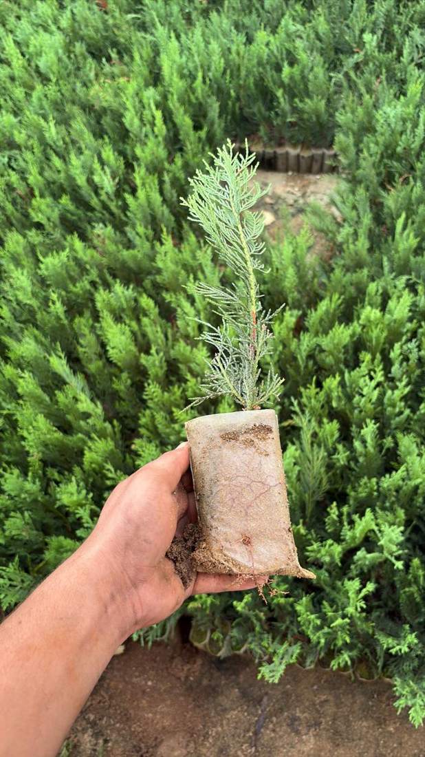 Leyland Cypress (× Cuprocyparis leylandii)