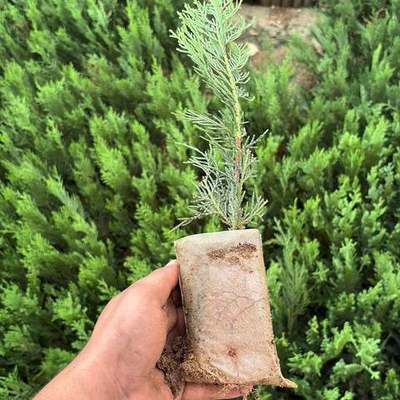 Leyland Cypress (× Cuprocyparis leylandii)