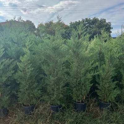 Leyland Cypress 2