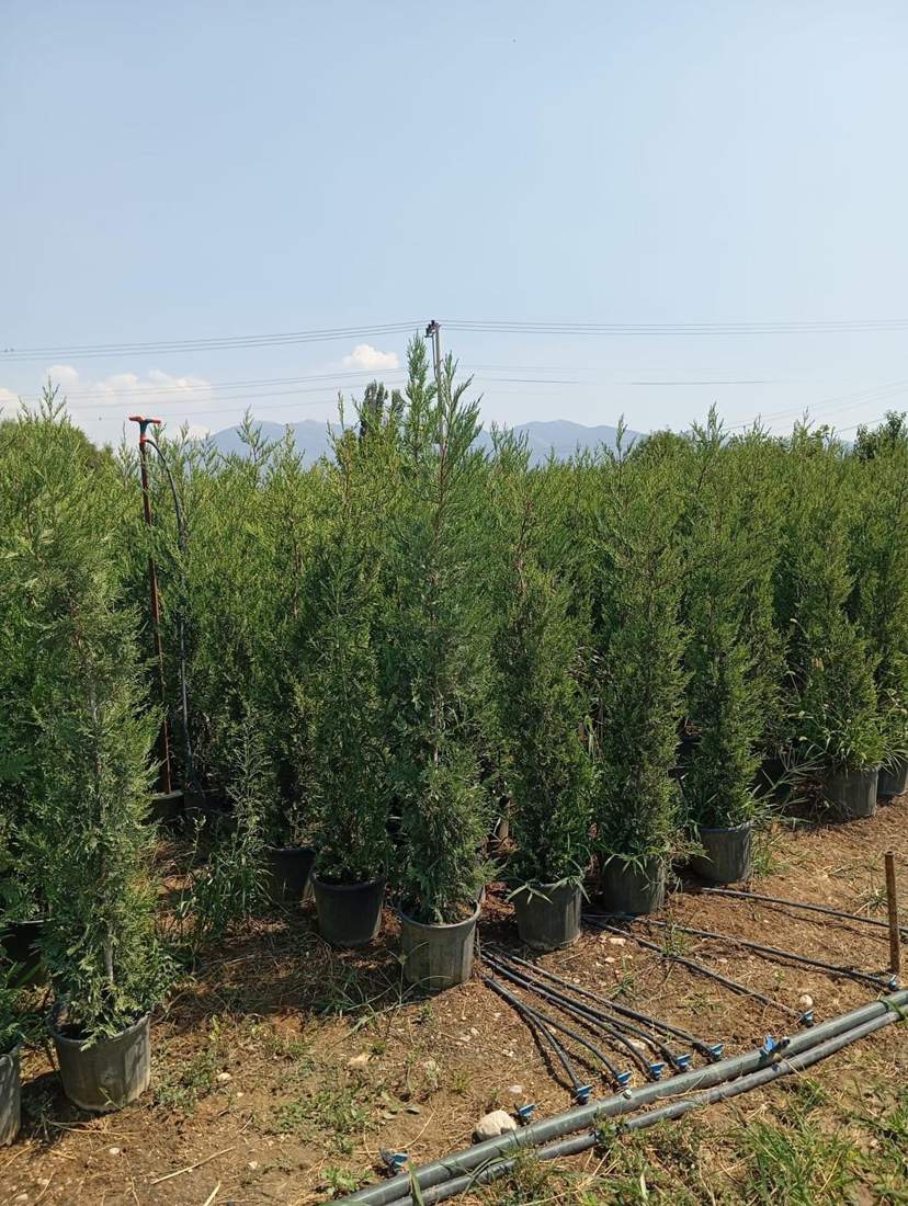 Leyland Cypress