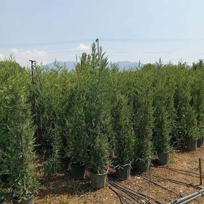 Leyland Cypress 3