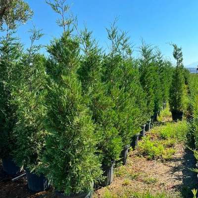 Leyland Cypress 4