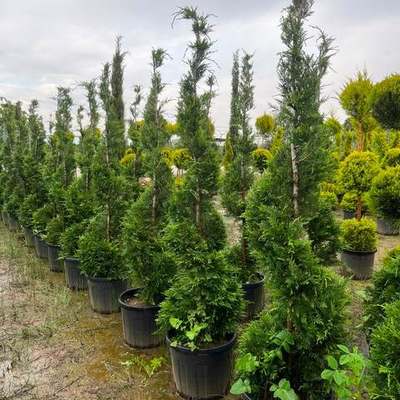Leyland Cypress 5