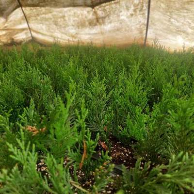 Leyland Cypress 6