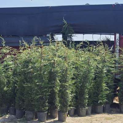 Leyland Cypress 7